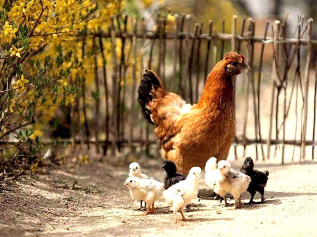 Hen Wallpapers Wallpaper Cave