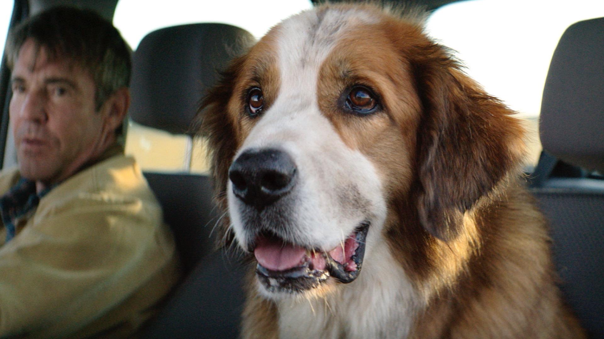 A Dog's Journey Wallpapers Wallpaper Cave