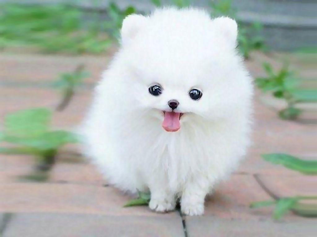 Fluffy Puppies Wallpapers Wallpaper Cave