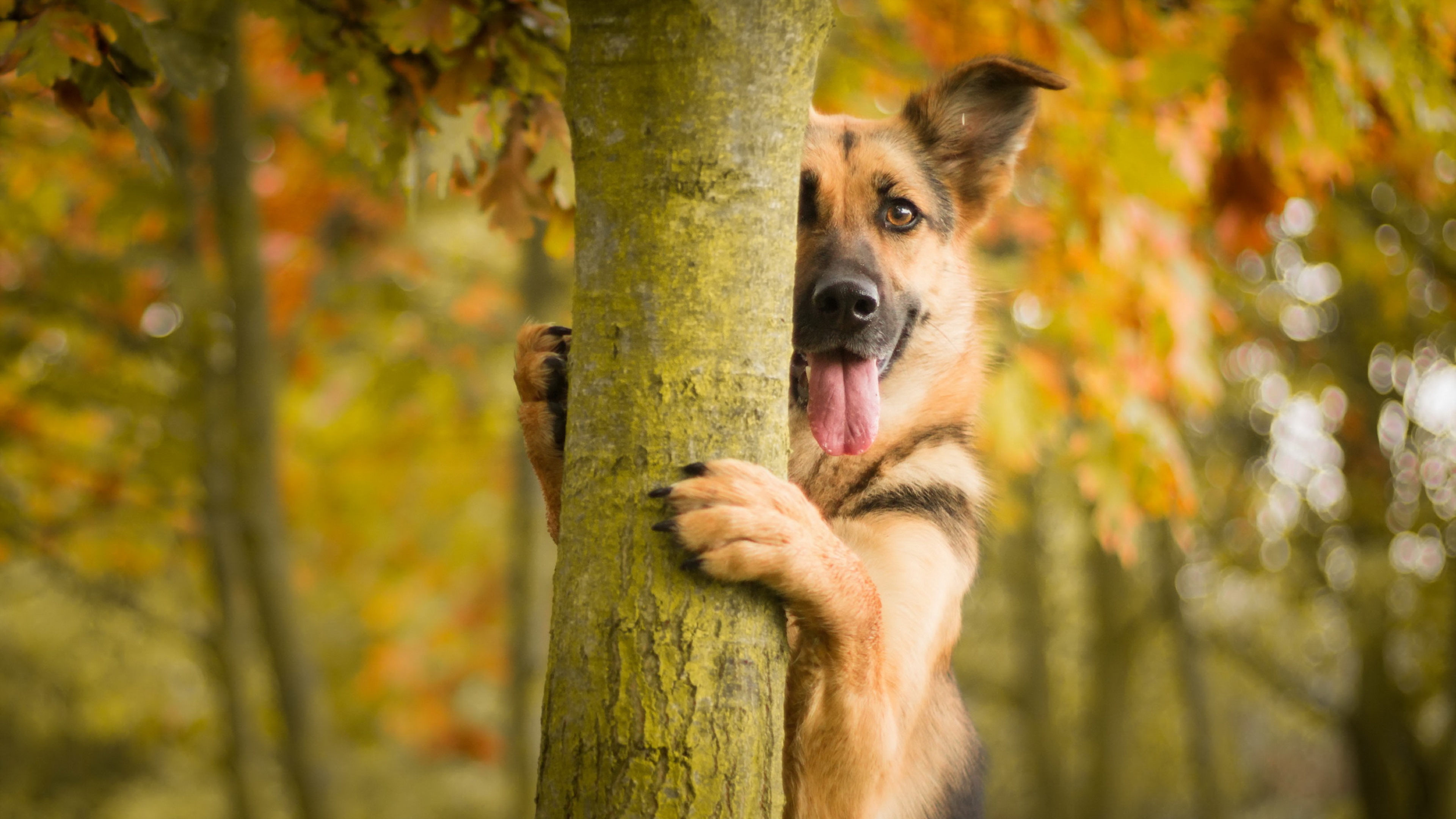 German Shepherd Dog Wallpapers Wallpaper Cave