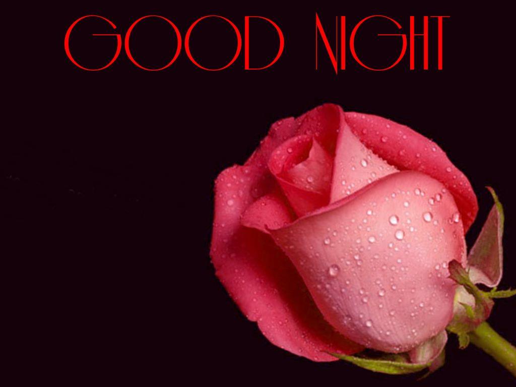 Rose Good Night Wallpapers Wallpaper Cave