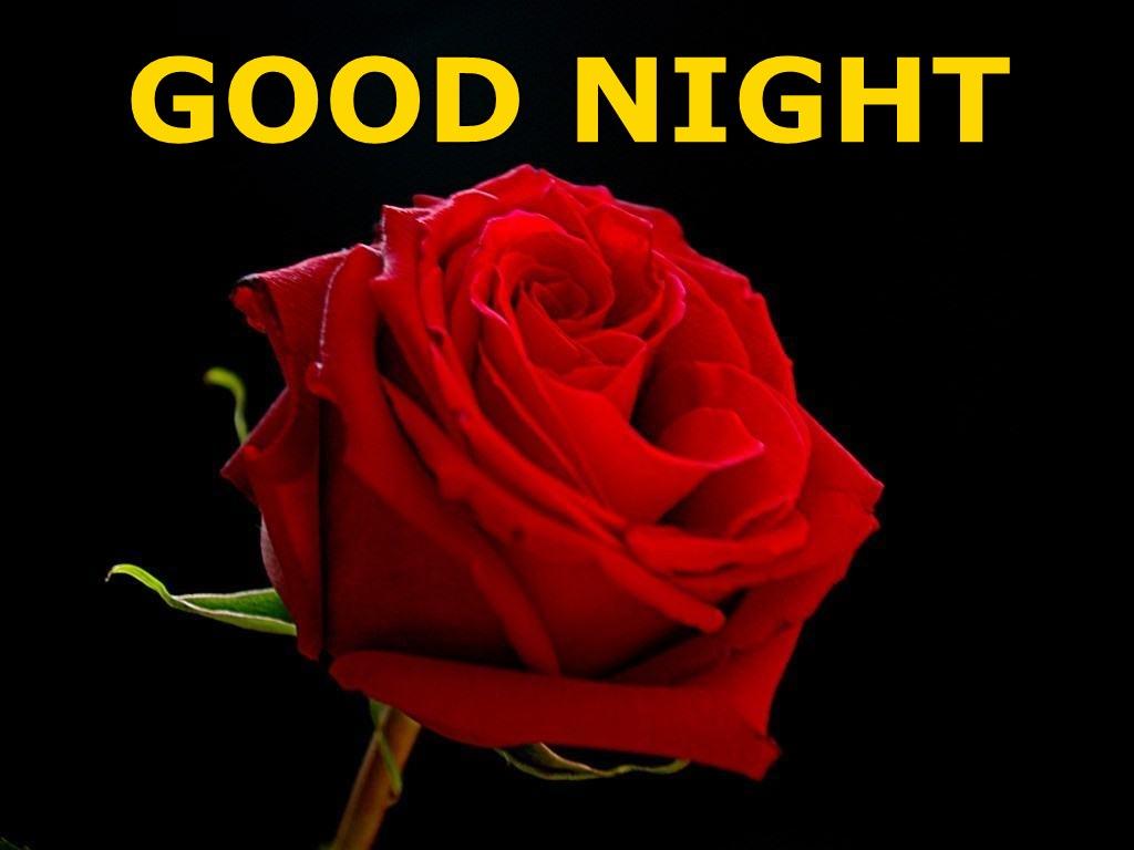 Rose Good Night Wallpapers Wallpaper Cave