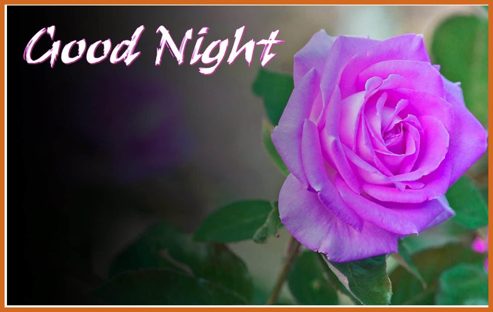 Rose Good Night Wallpapers Wallpaper Cave