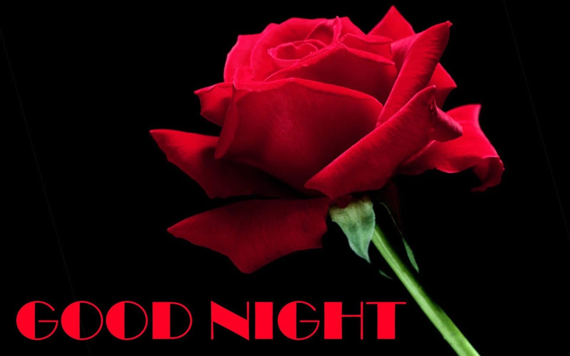 Rose Good Night Wallpapers Wallpaper Cave