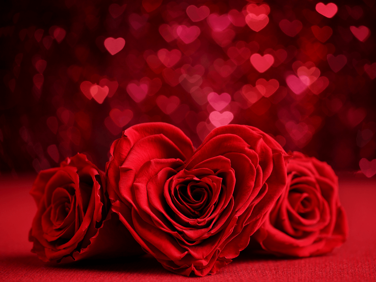 Rose Day Wallpapers Wallpaper Cave