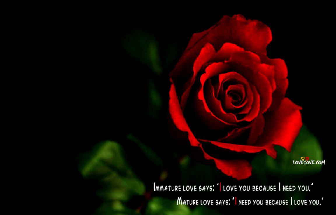 Rose Good Night Wallpapers Wallpaper Cave