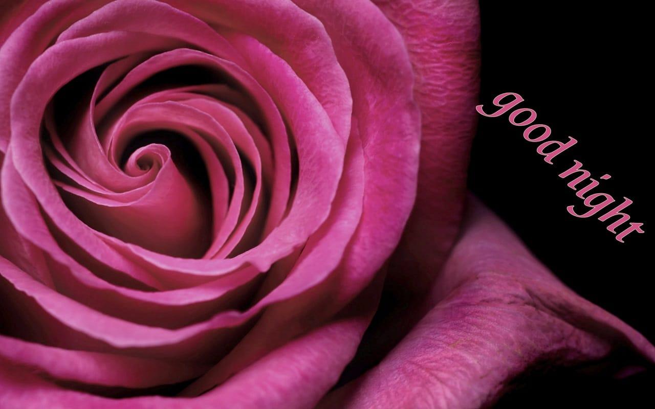 Rose Good Night Wallpapers Wallpaper Cave