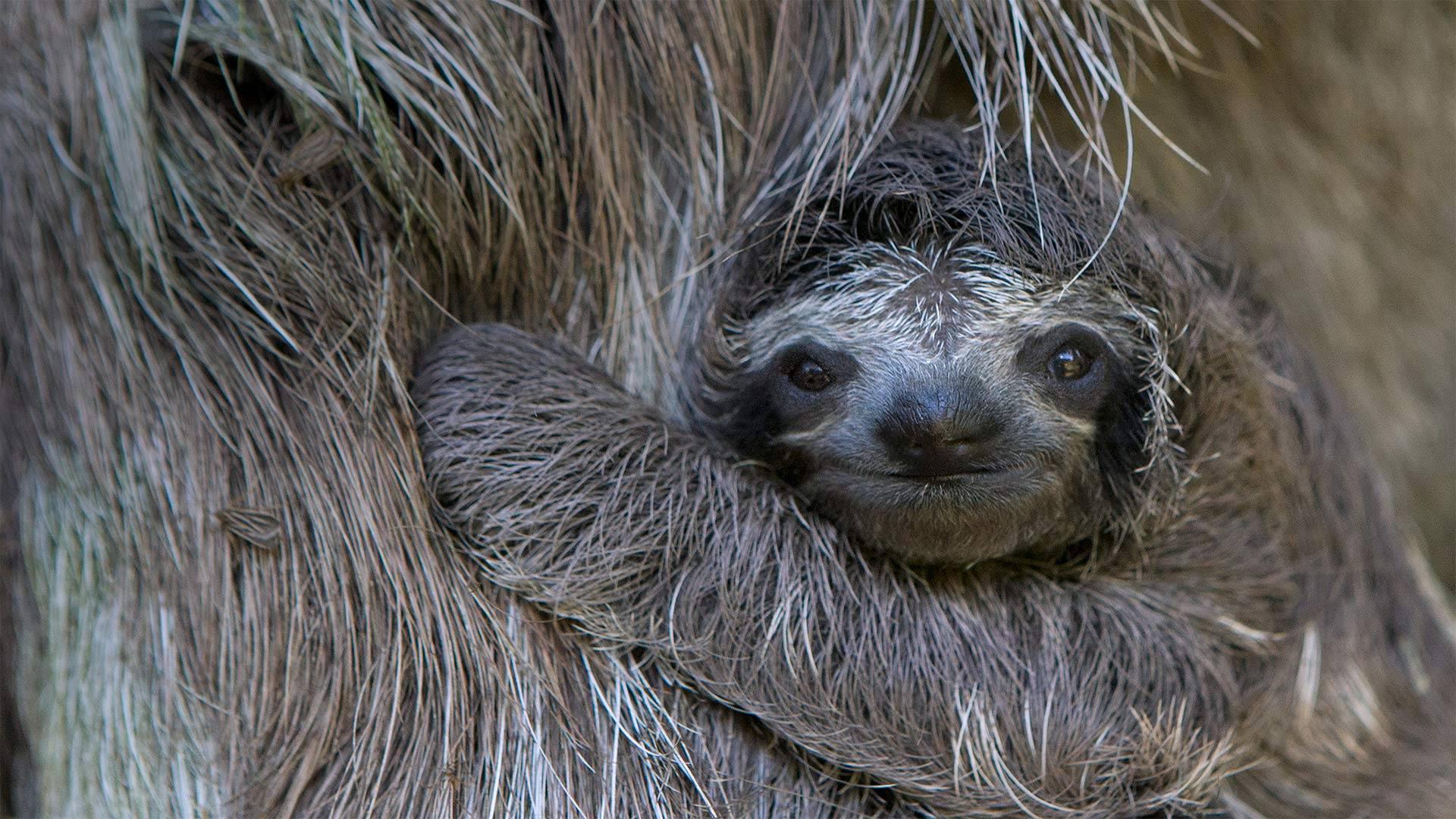 Baby Sloth Wallpapers Wallpaper Cave