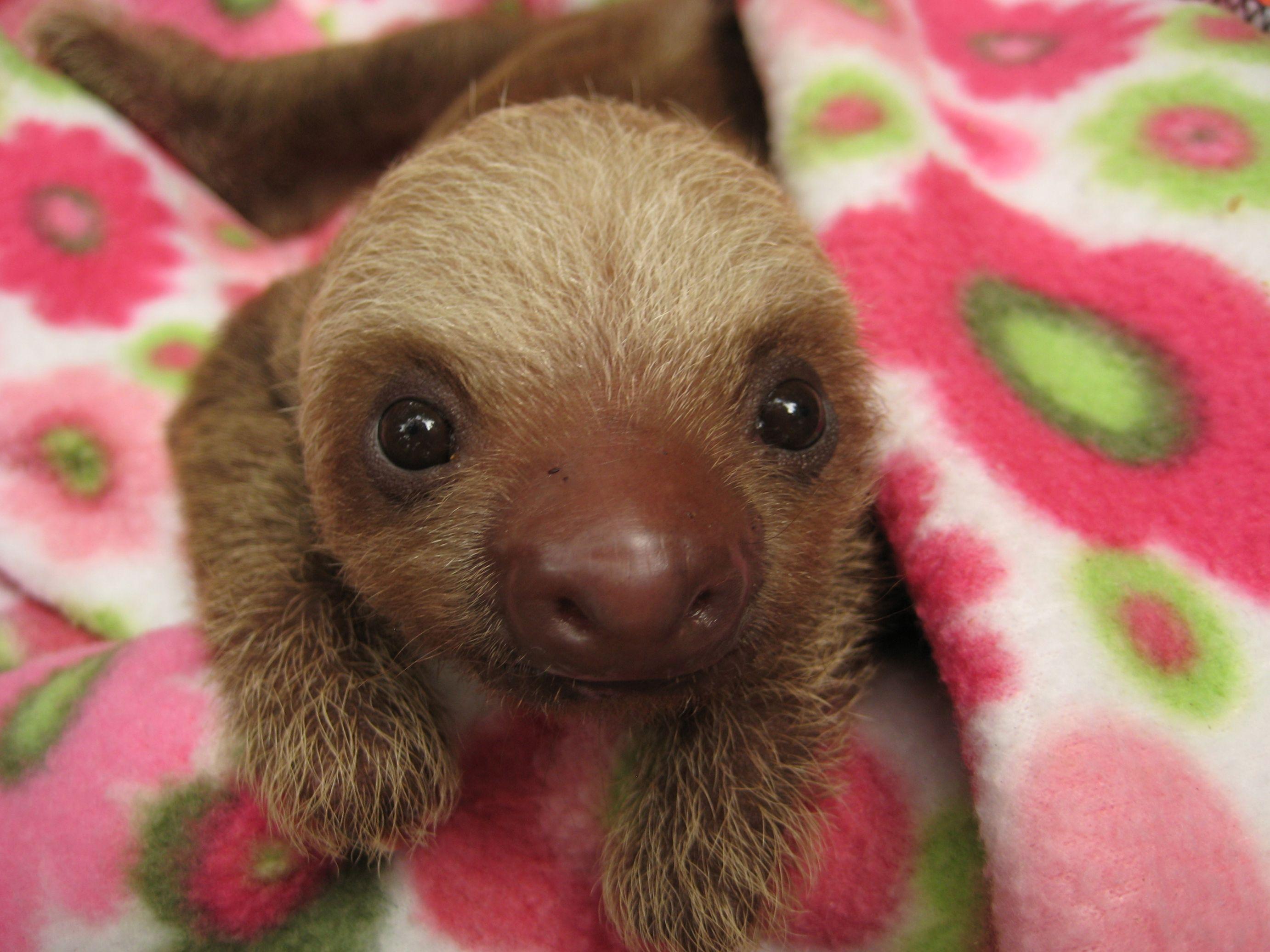 Baby Sloth Wallpapers Wallpaper Cave