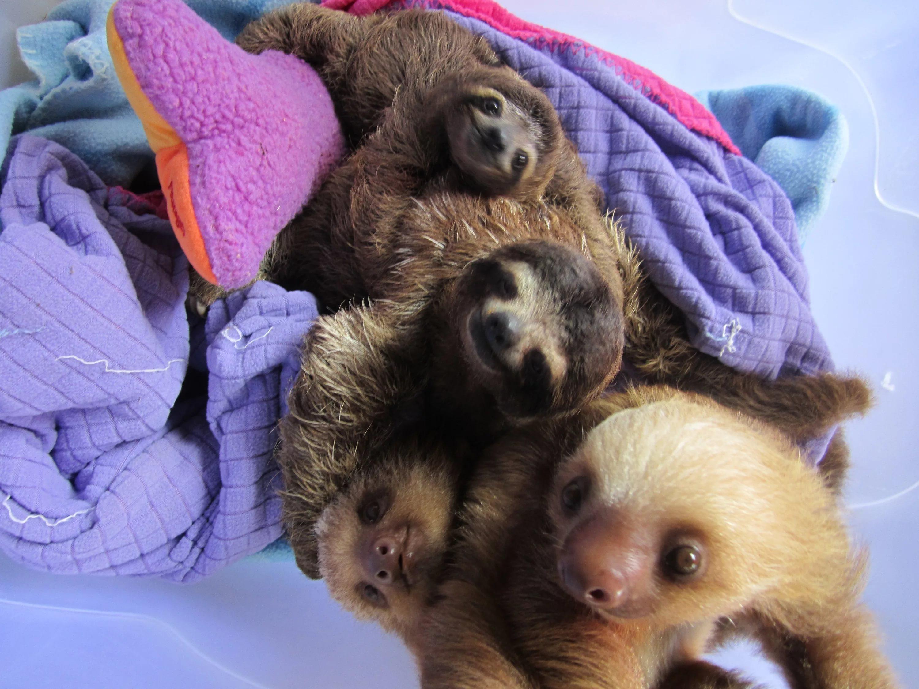 Baby Sloth Wallpapers Wallpaper Cave