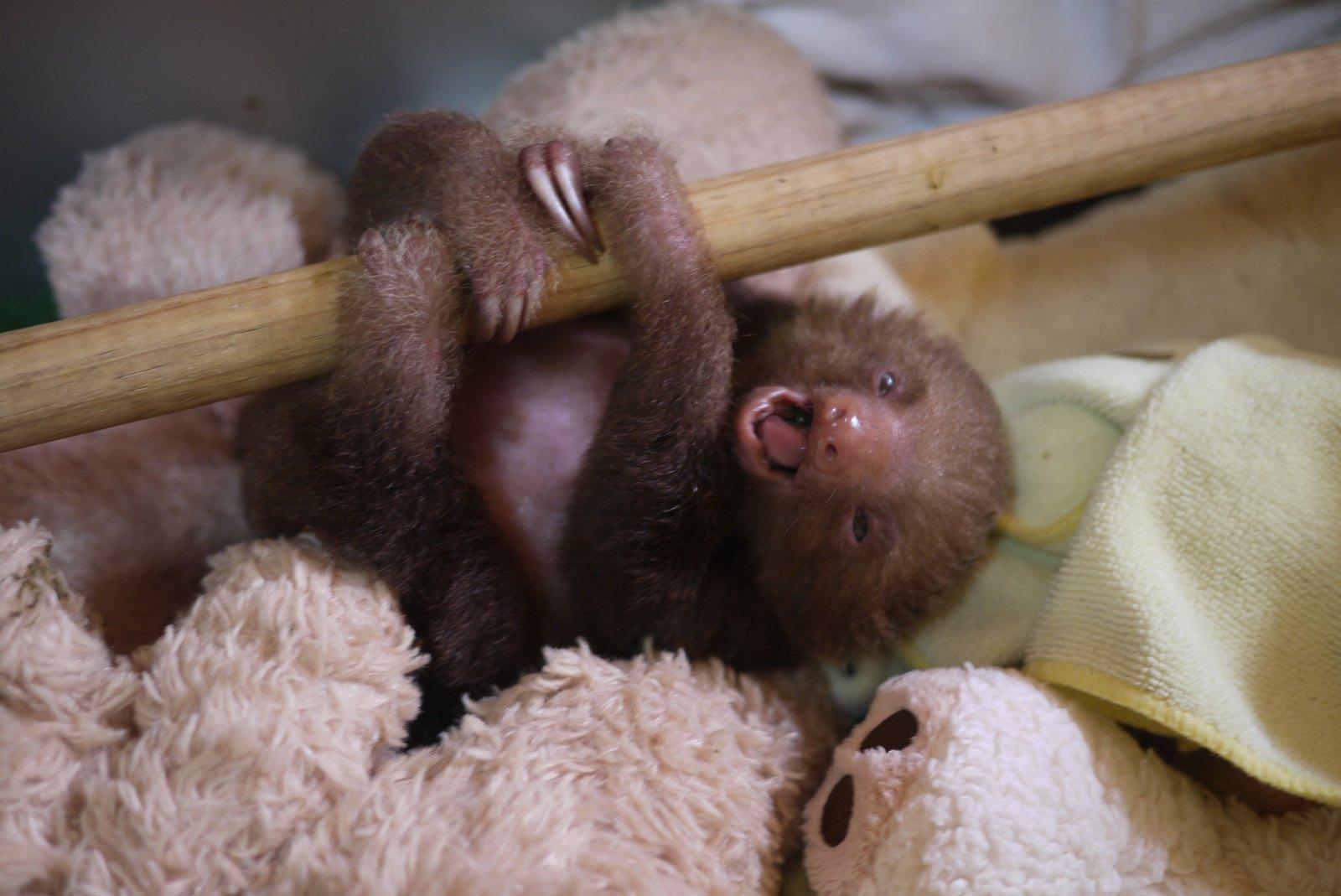 Baby Sloth Wallpapers Wallpaper Cave