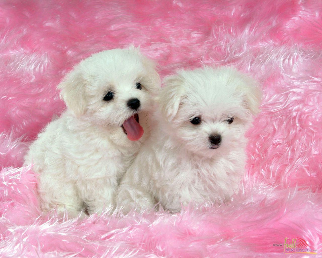 Cute Baby Dogs Wallpapers Wallpaper Cave