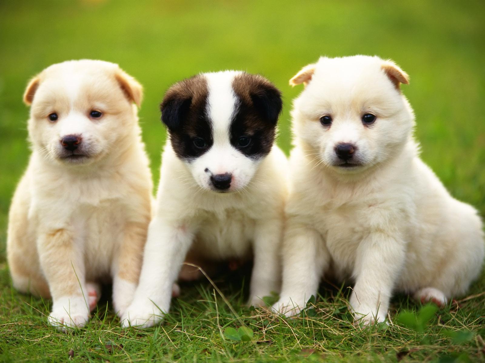 Cute Baby Dogs Wallpapers Wallpaper Cave
