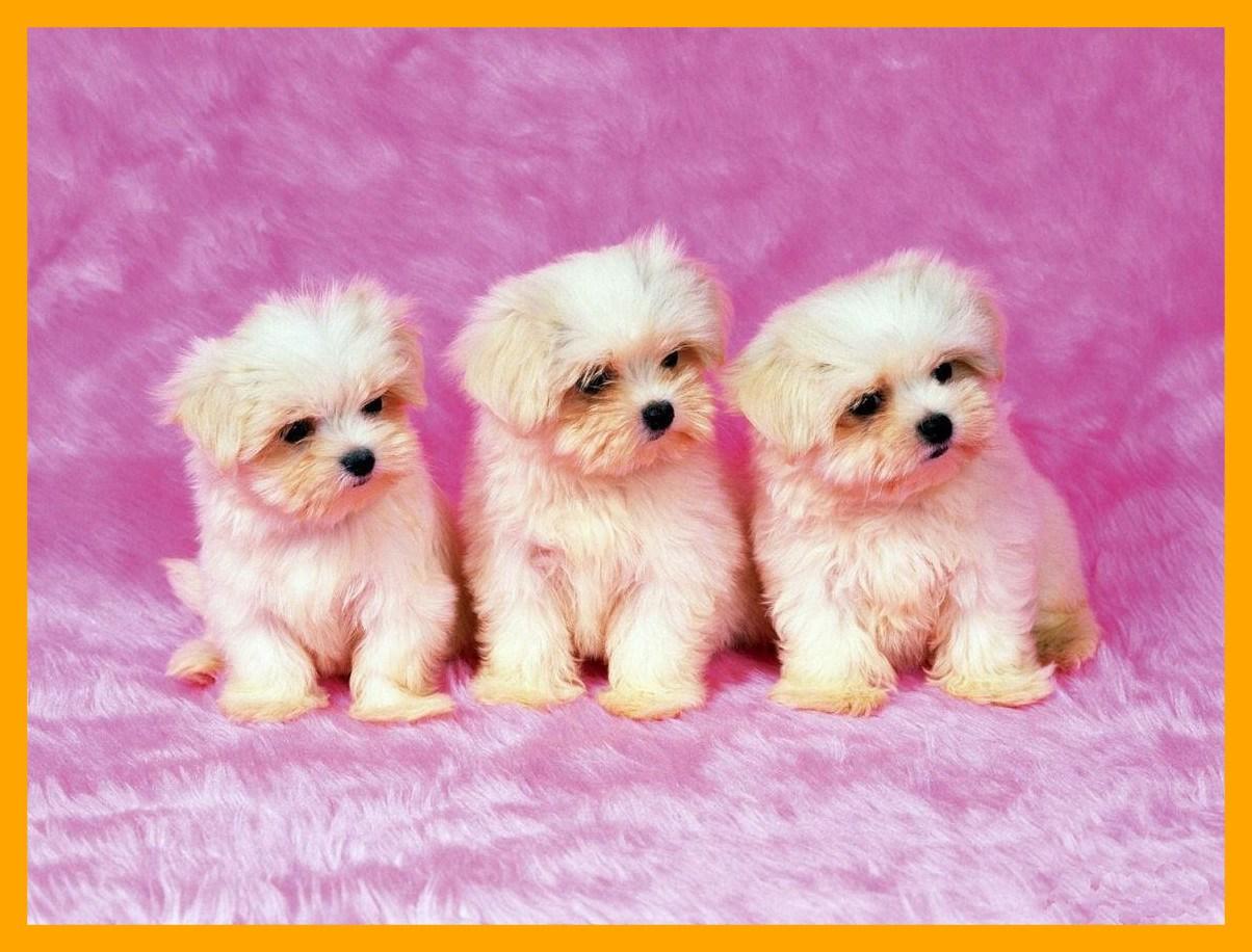 Cute Baby Dogs Wallpapers Wallpaper Cave