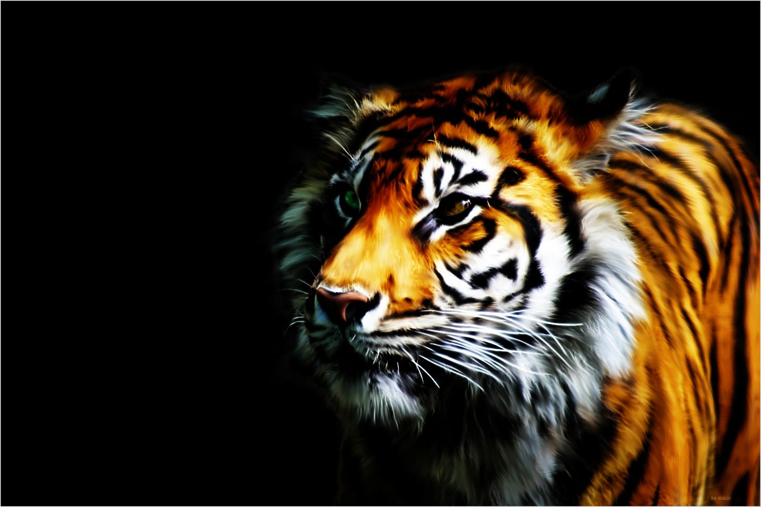 4k Tiger Wallpapers Wallpaper Cave