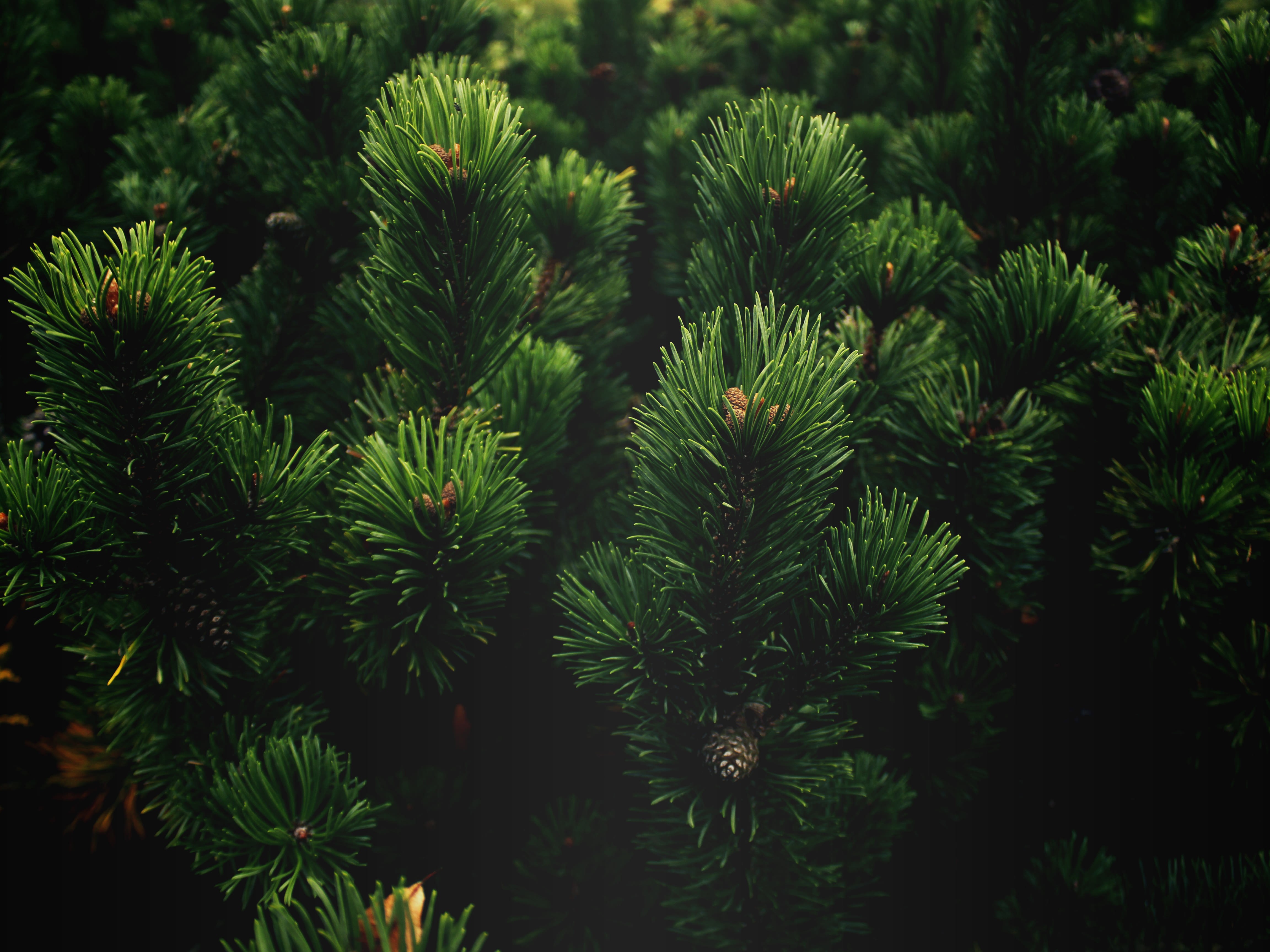 Pine Wallpapers Wallpaper Cave