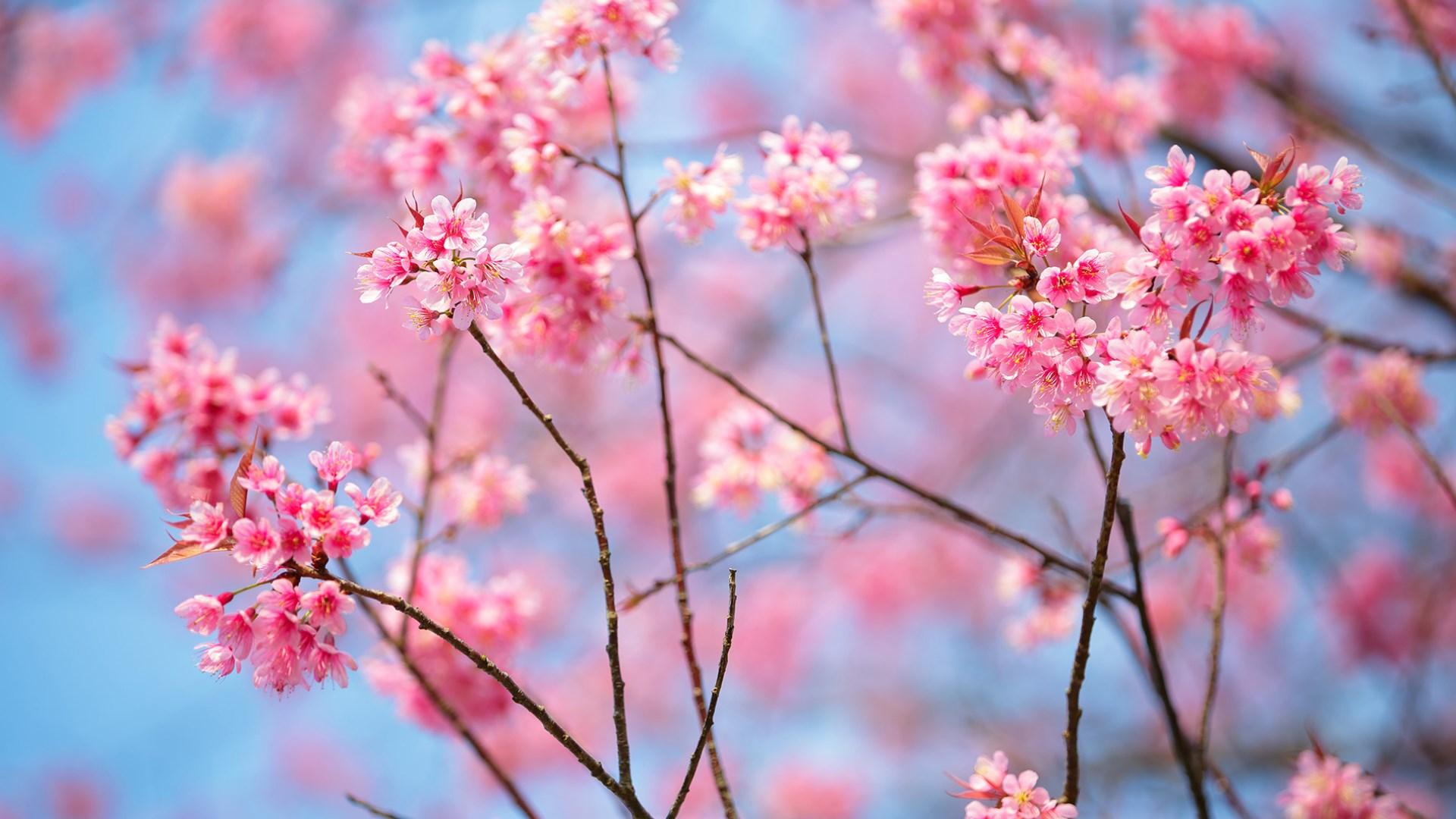 Anime Love Cherry Blossom Wallpapers Wallpaper Cave