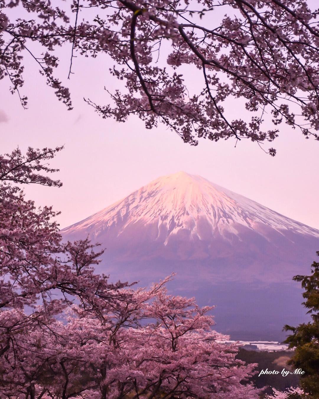 Spring Flower Garden Mount Fuji Lake Kawaguchi Wallpapers Wallpaper Cave