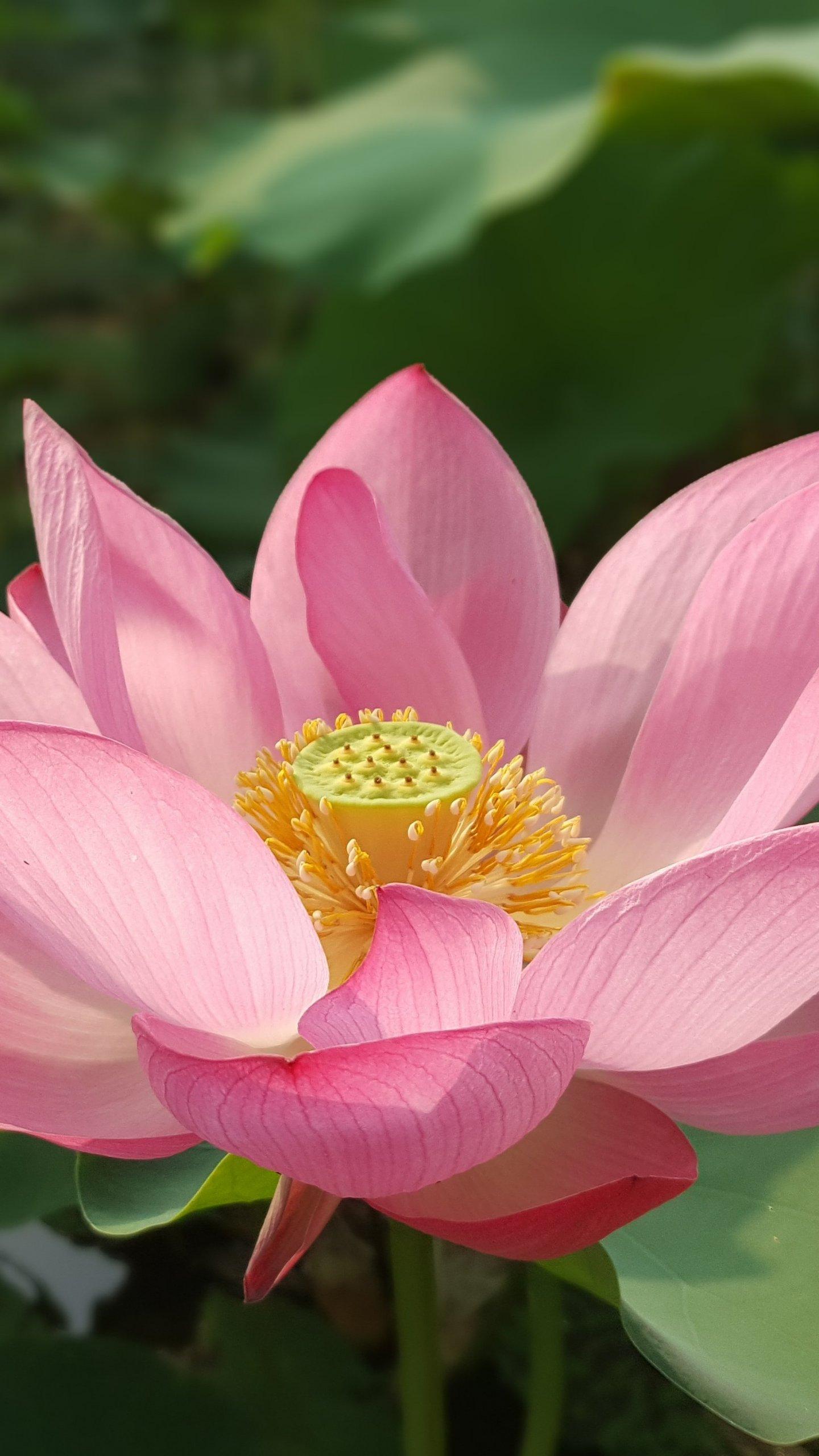Beautiful Lotus Flowers Mobile Wallpapers Wallpaper Cave