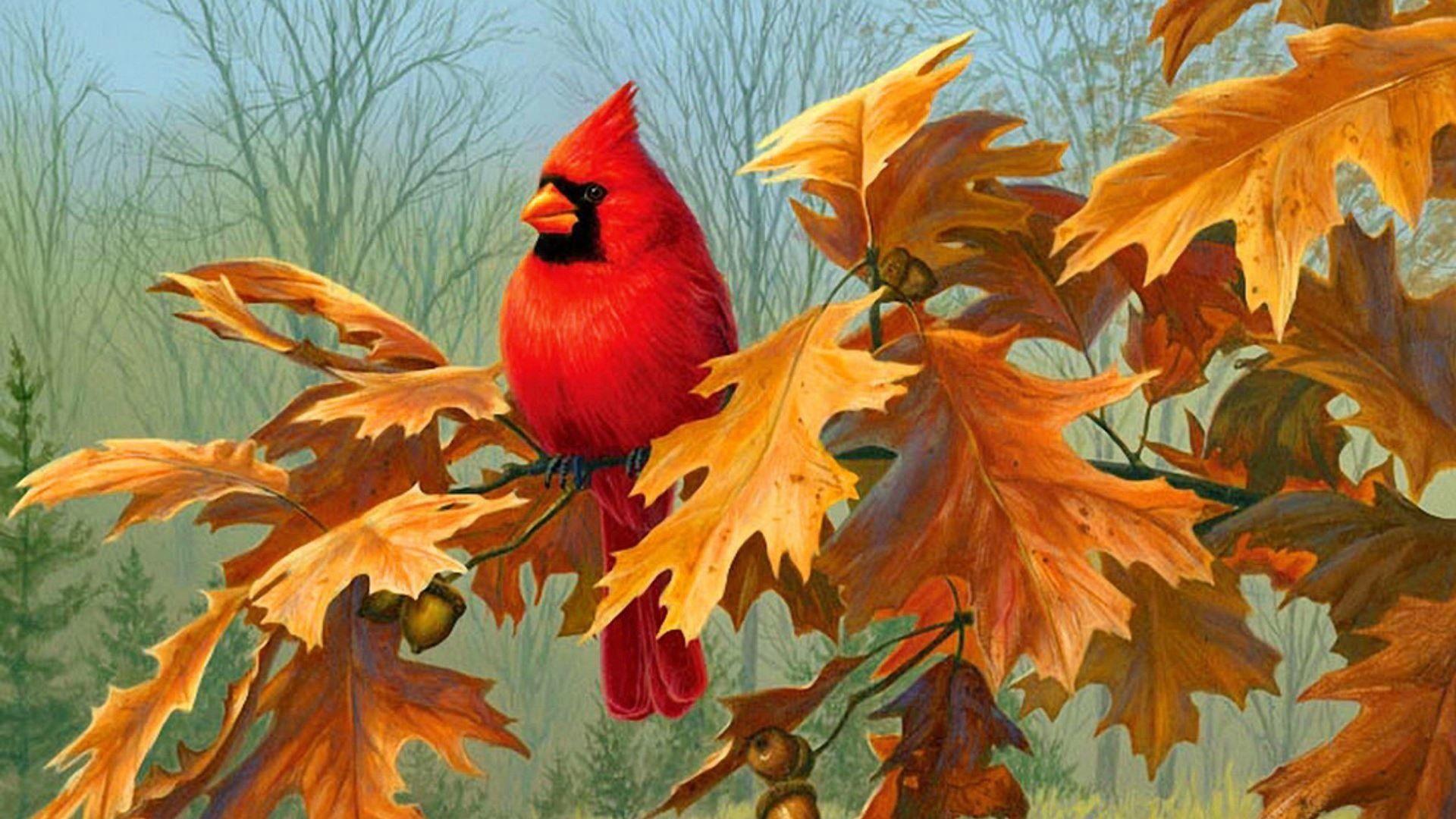 Autumn Cardinals Wallpapers Wallpaper Cave