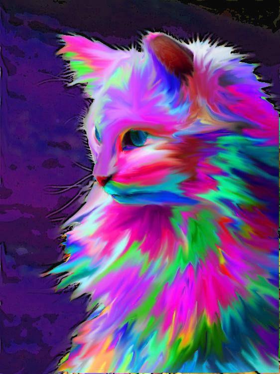 Rainbow Kitten Wallpapers Wallpaper Cave