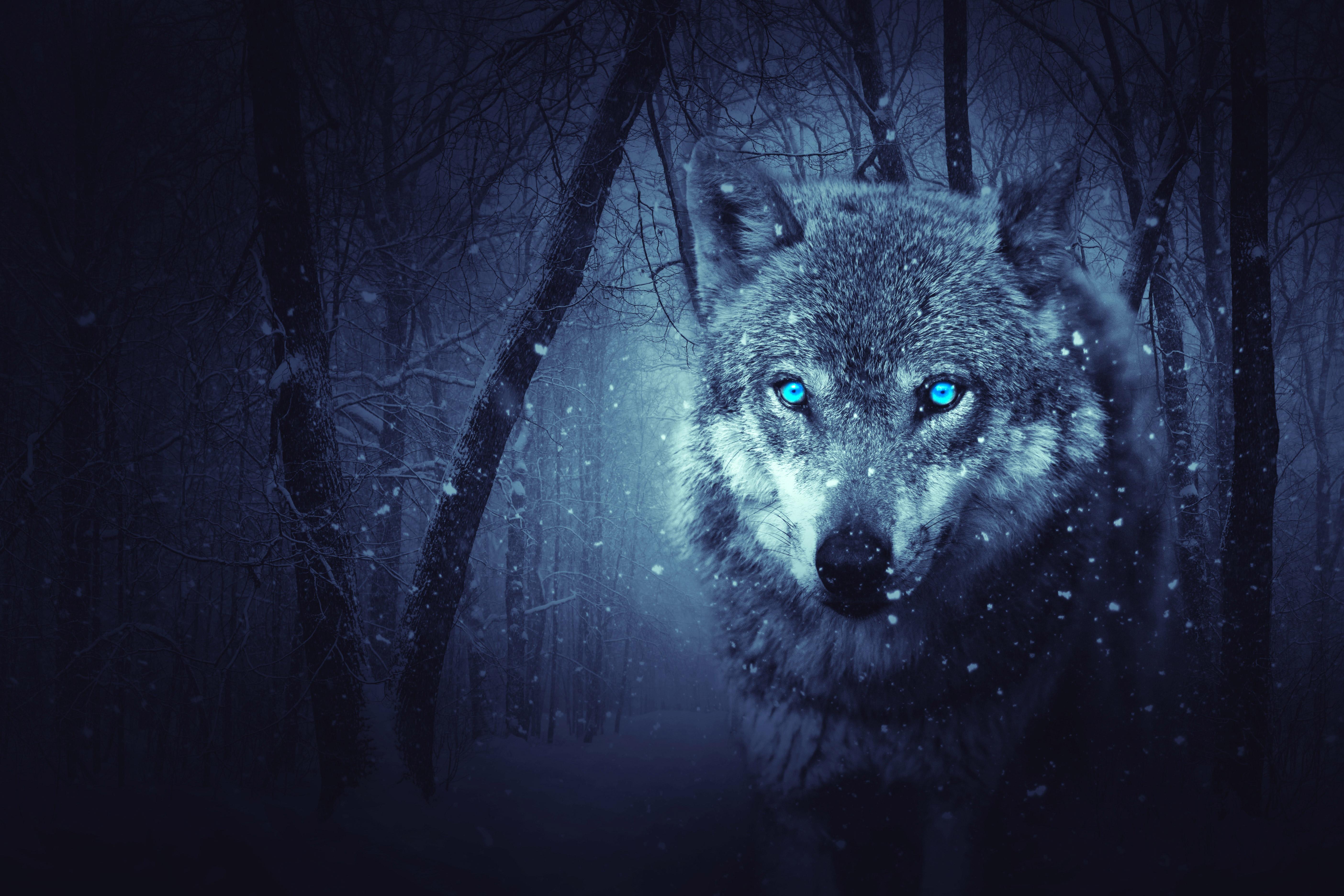 Green Wolf Wallpapers Wallpaper Cave