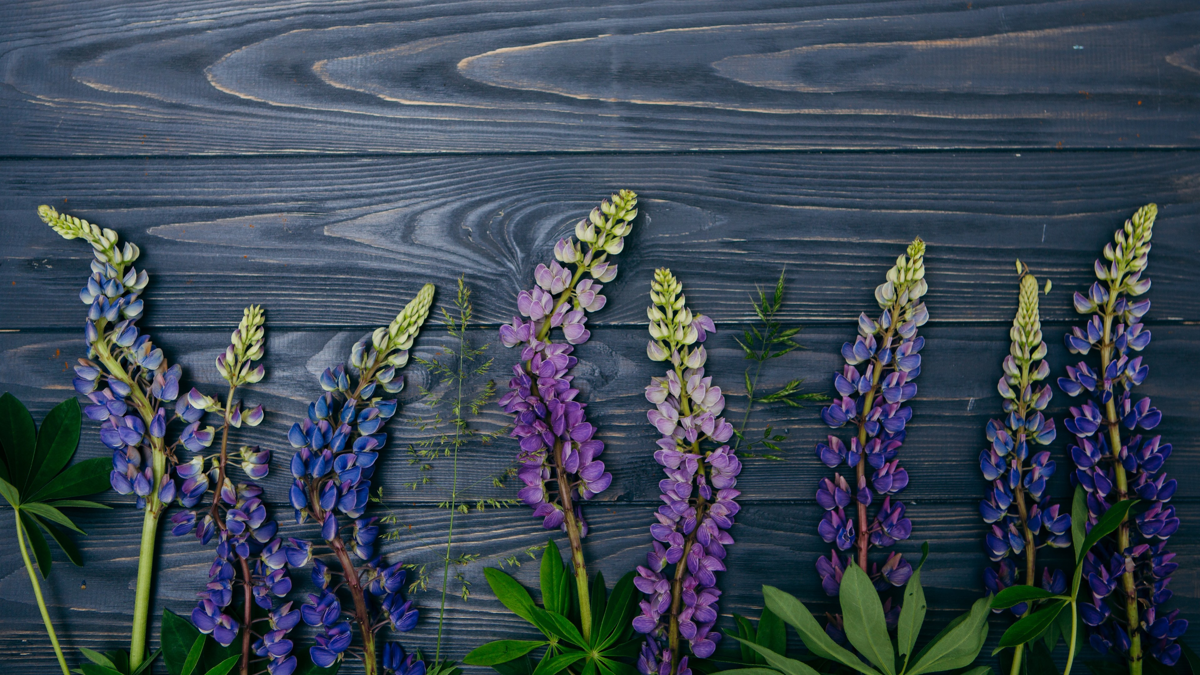 Lupine Flowers Iceland Wallpapers Wallpaper Cave
