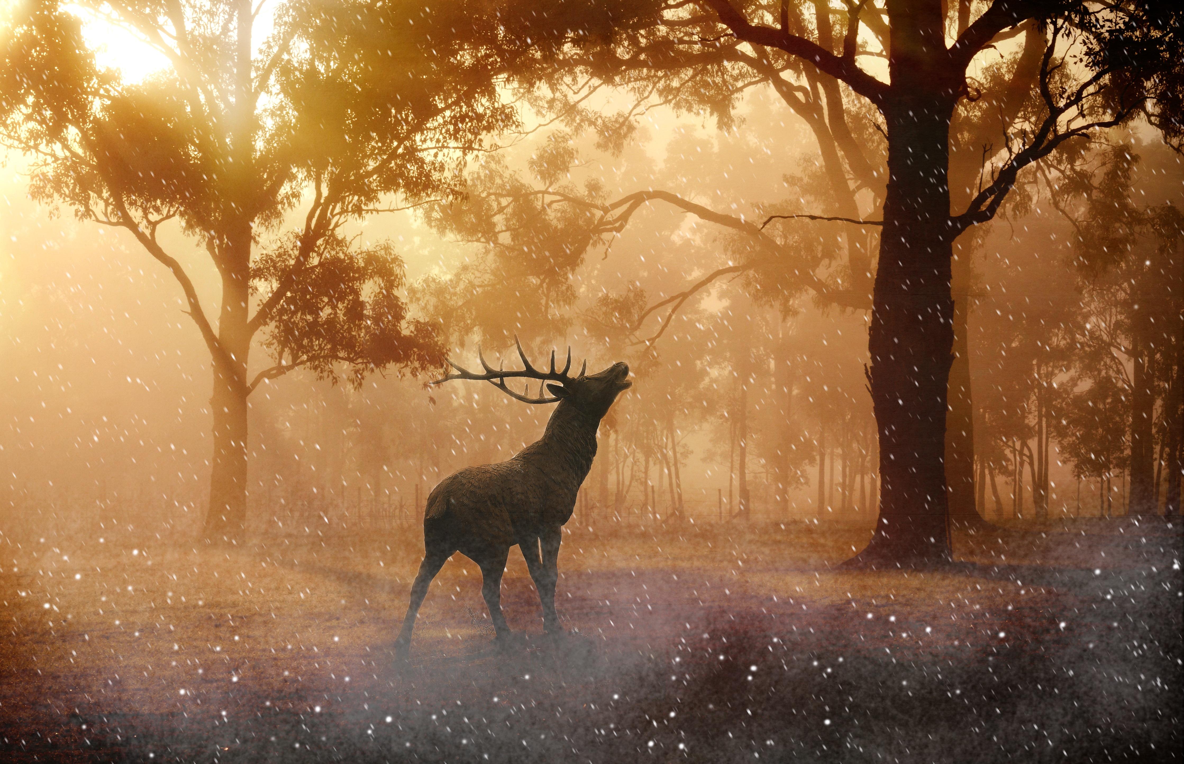 Deer In Forest Wallpapers Wallpaper Cave