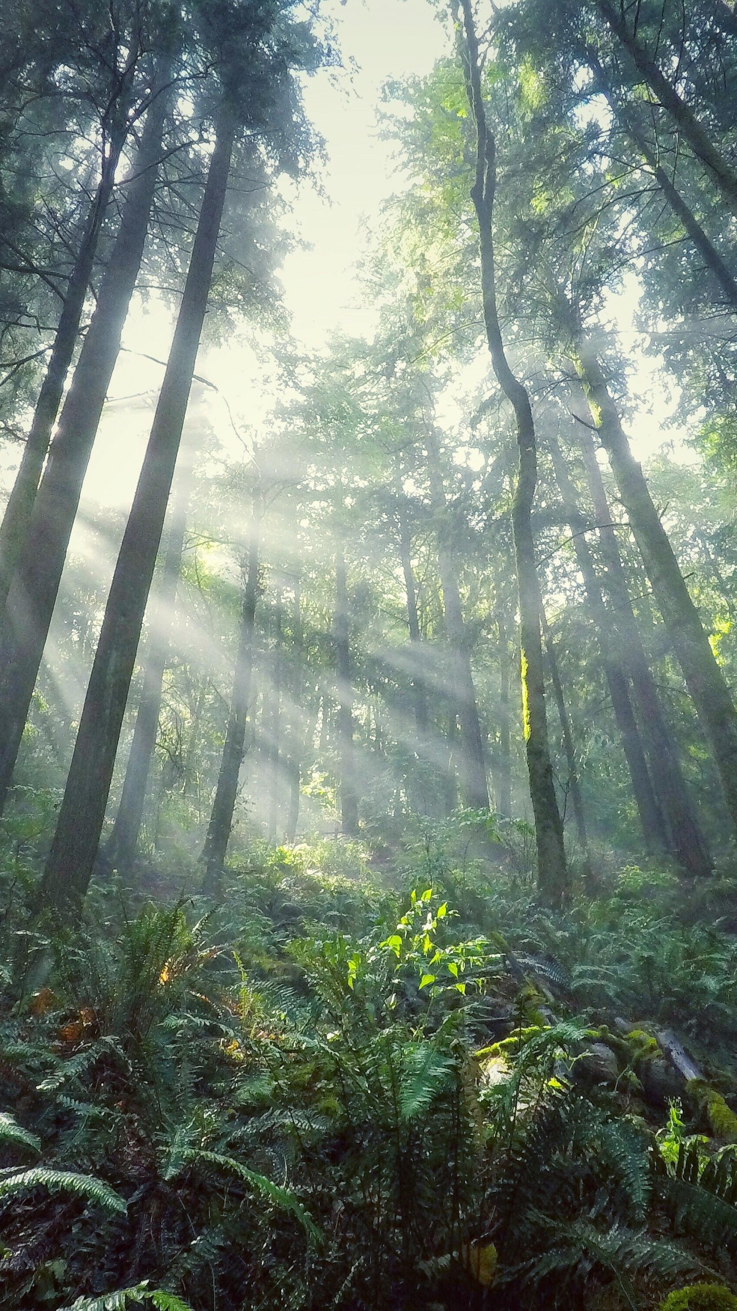 Forest Light Wallpapers Wallpaper Cave