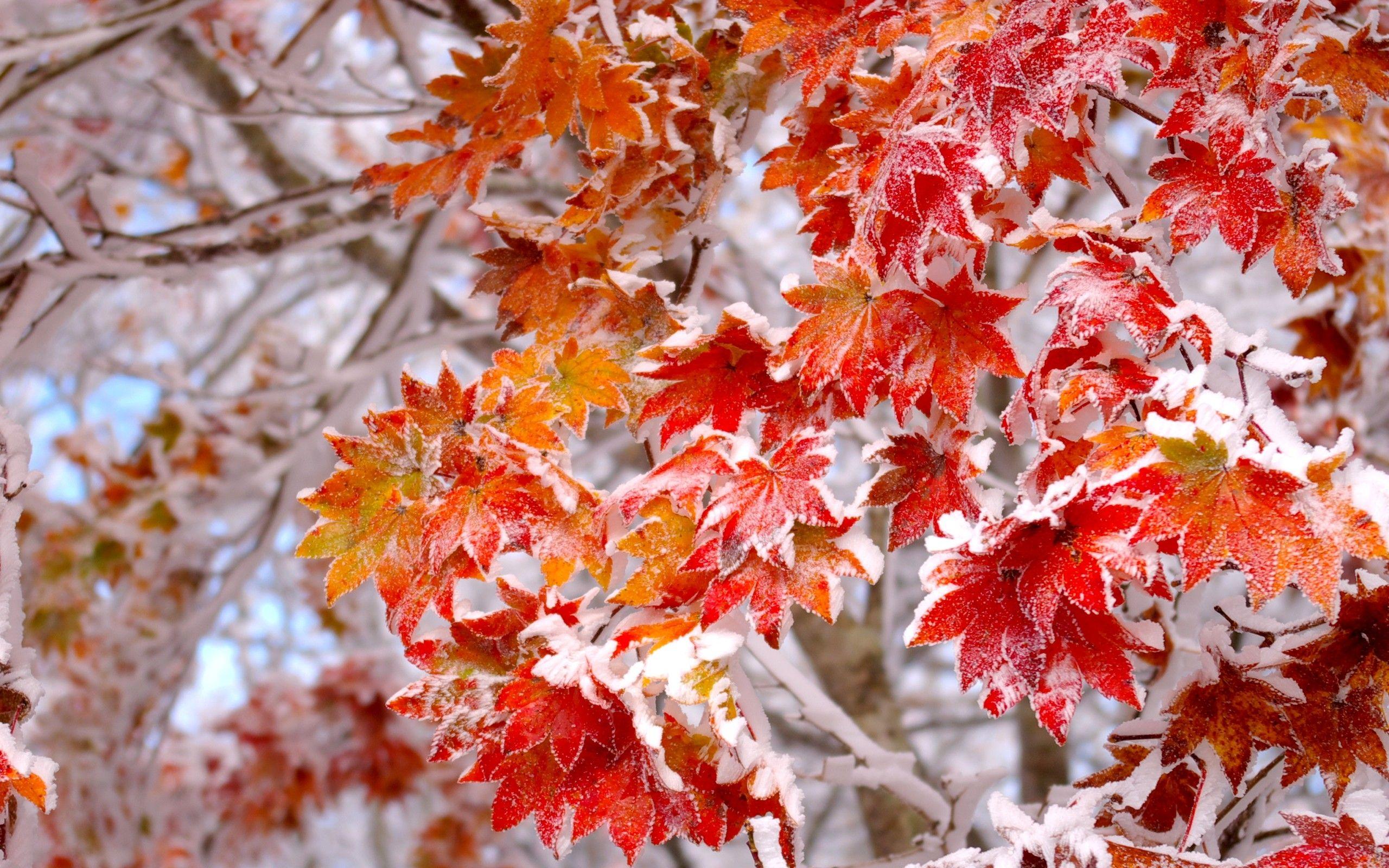 Frosted Autumn Leaves Wallpapers Wallpaper Cave