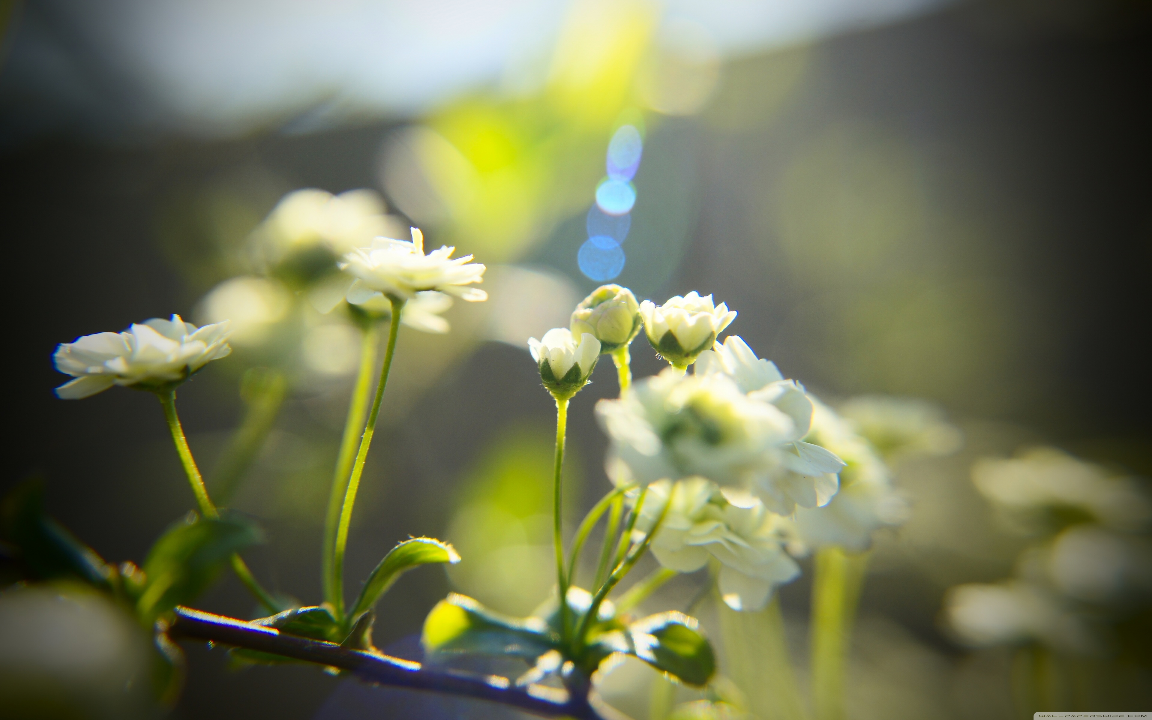 Little Flower Wallpapers Wallpaper Cave