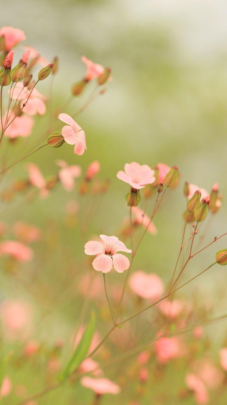 Little Flower Wallpapers Wallpaper Cave