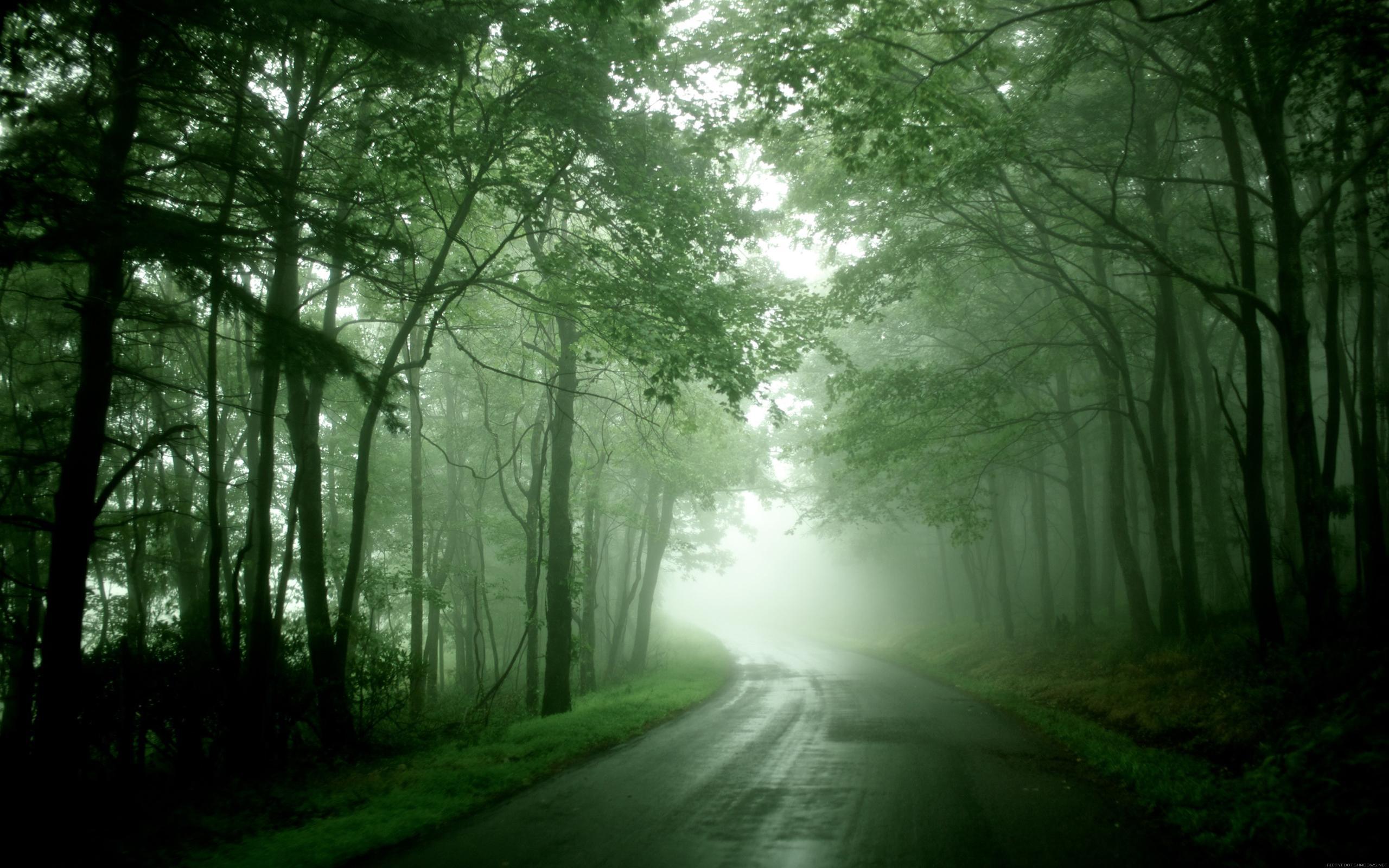 Misty Forest Road Wallpapers Wallpaper Cave