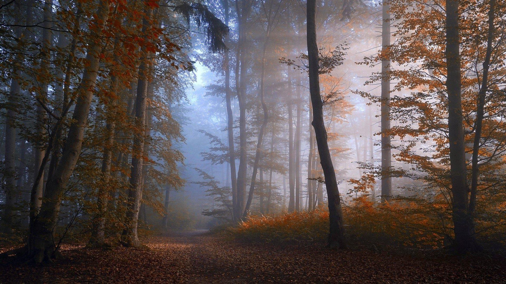 Misty Forest Road Wallpapers Wallpaper Cave