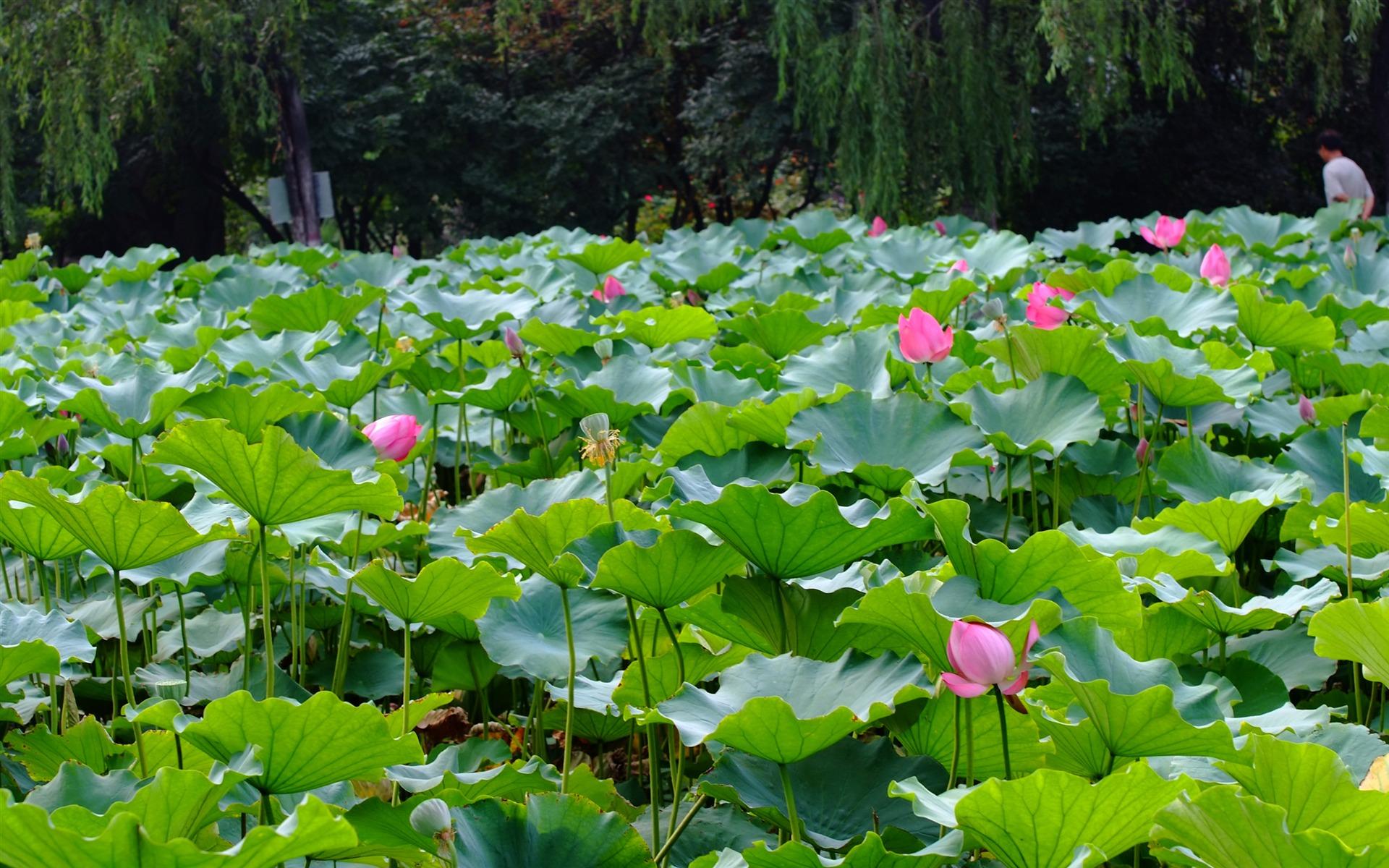 Lotus Garden Wallpapers Wallpaper Cave