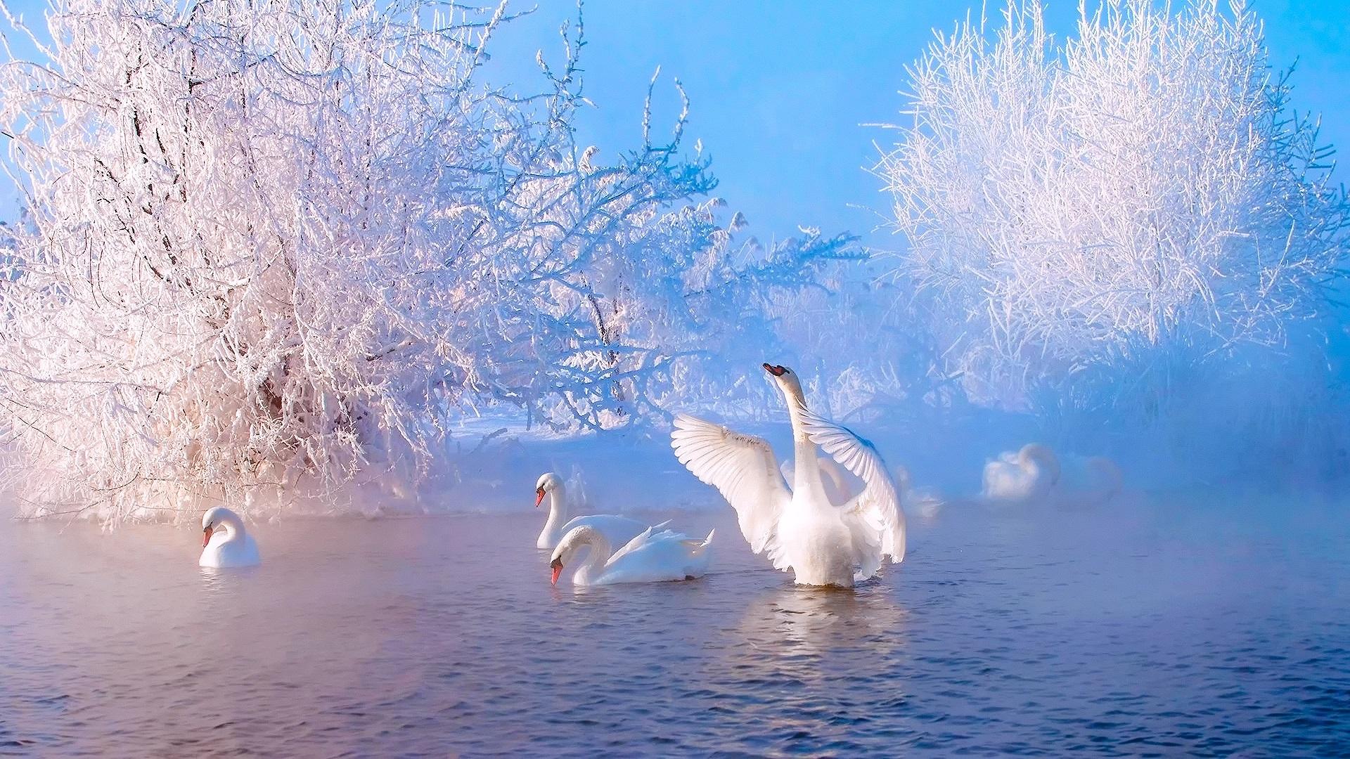 White Swan On The Lake Wallpapers Wallpaper Cave