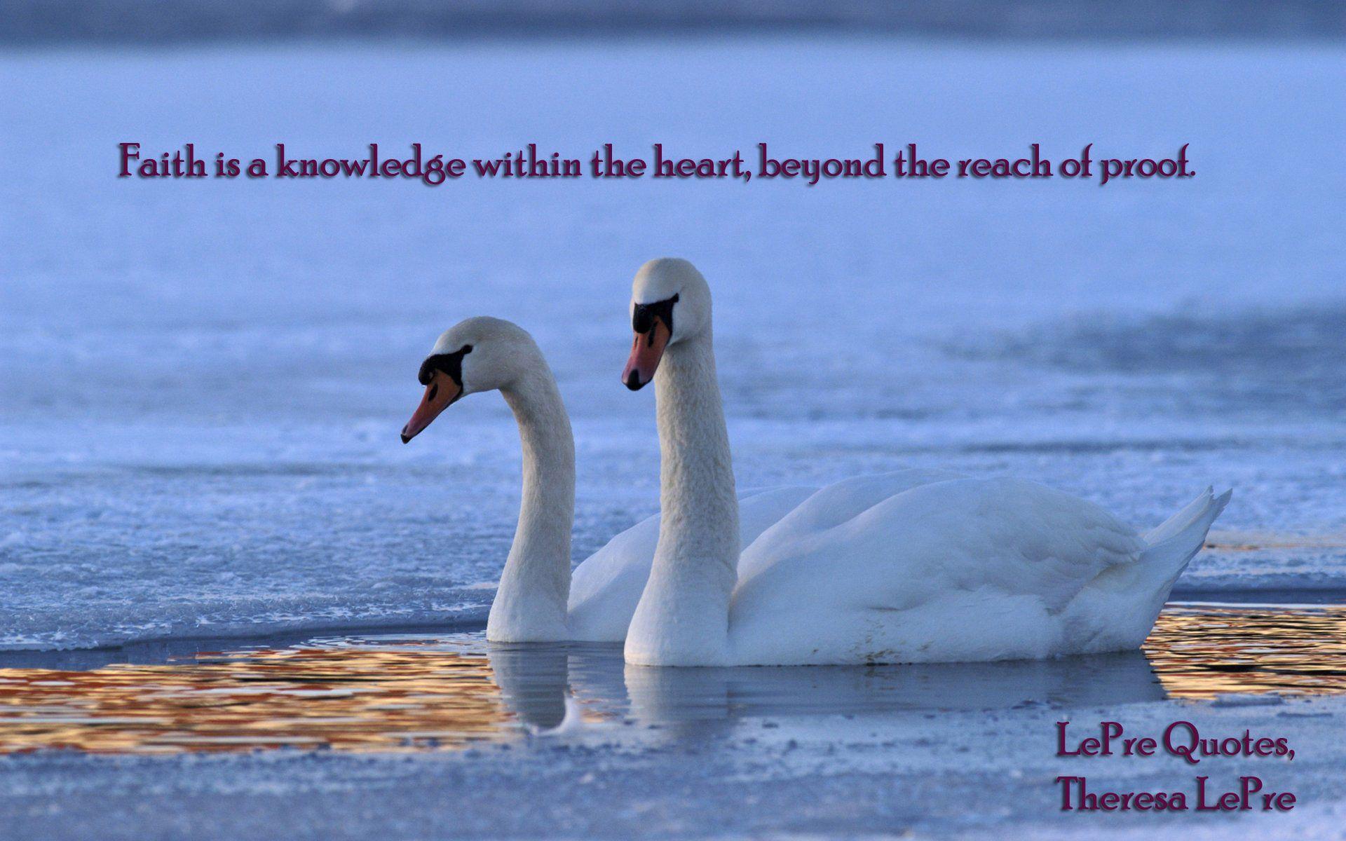 White Swan On The Lake Wallpapers Wallpaper Cave