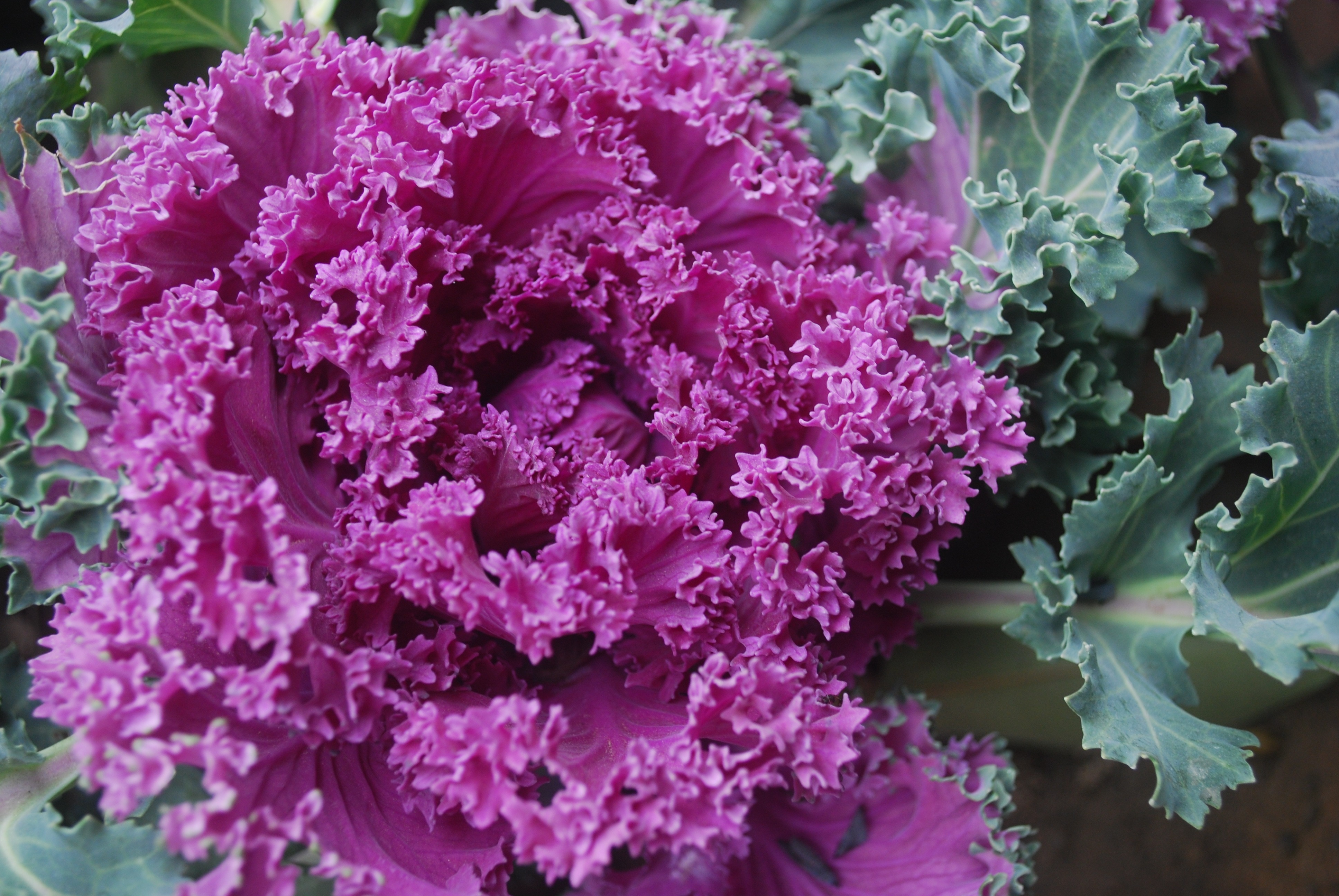 Kale Plant Wallpapers Wallpaper Cave