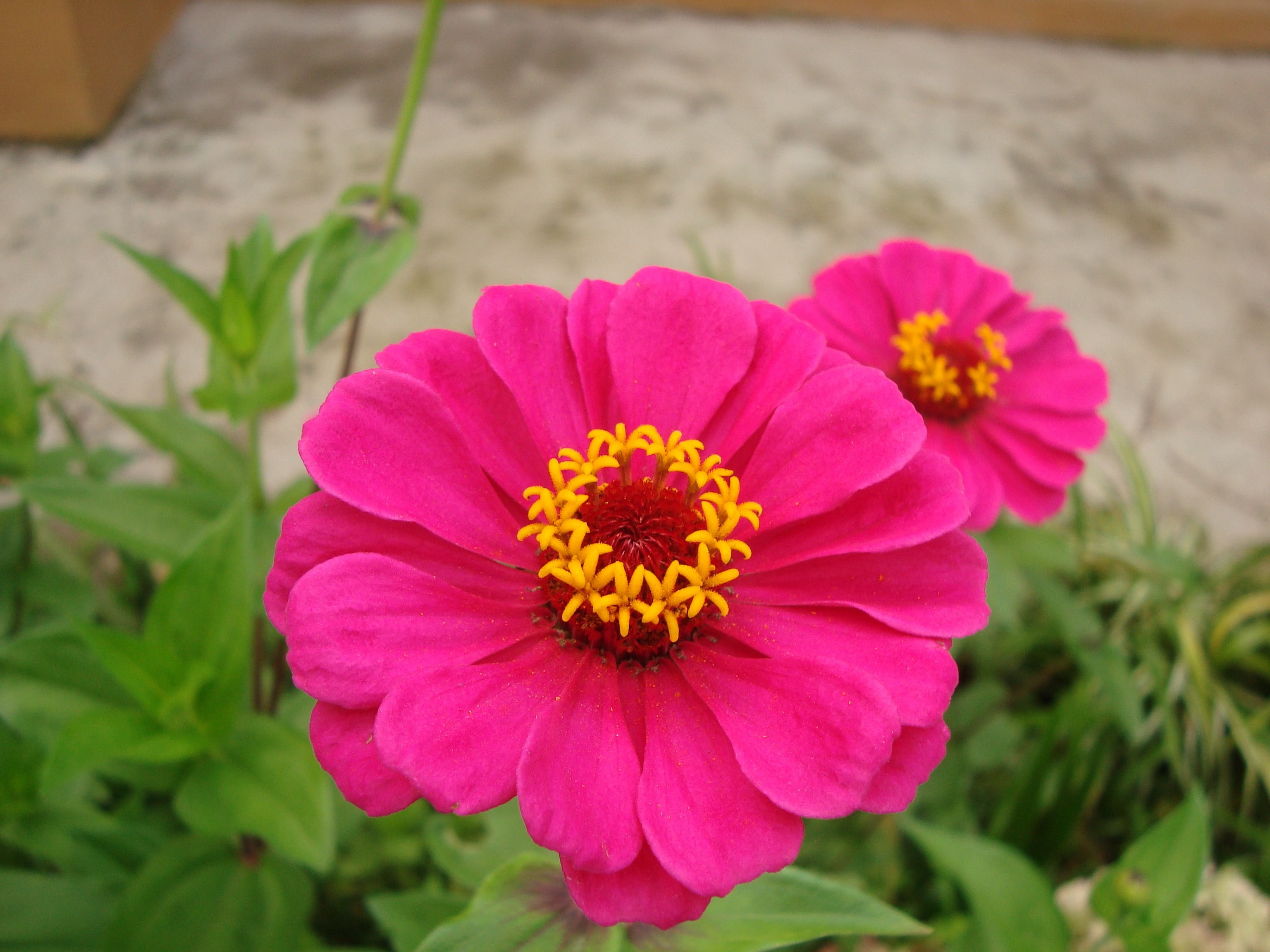 Pink Zinnias Wallpapers Wallpaper Cave