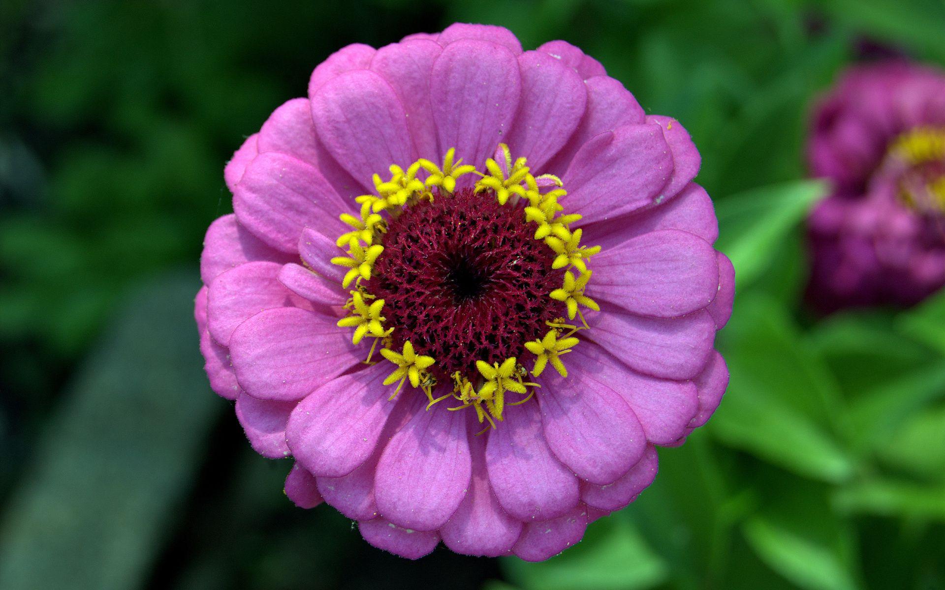 Pink Zinnias Wallpapers Wallpaper Cave