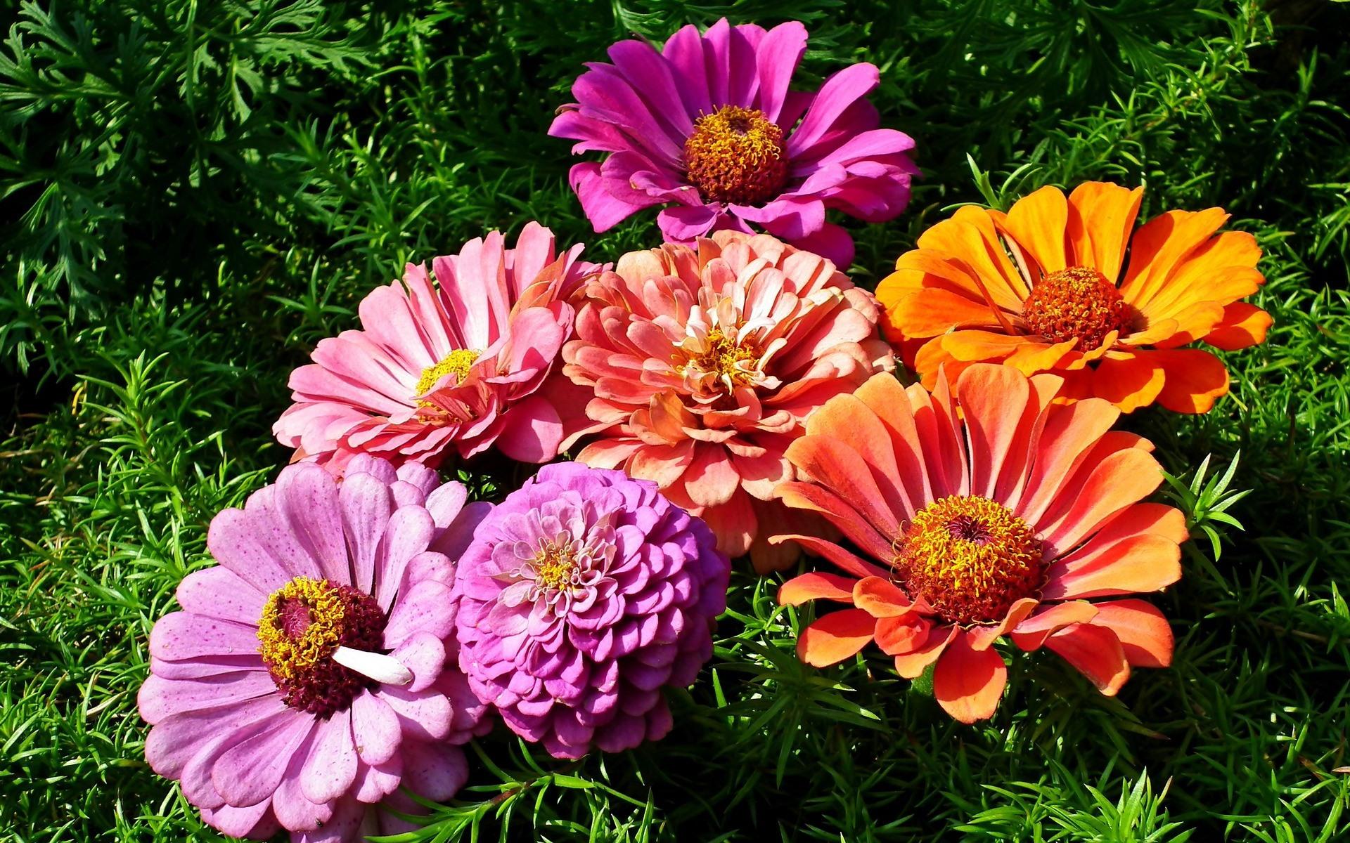 Zinnia Wallpapers Wallpaper Cave