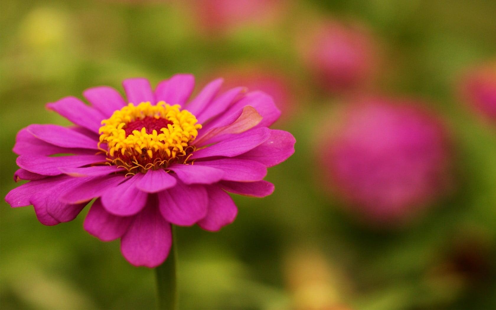 Iphone Zinnia Flower Wallpaper