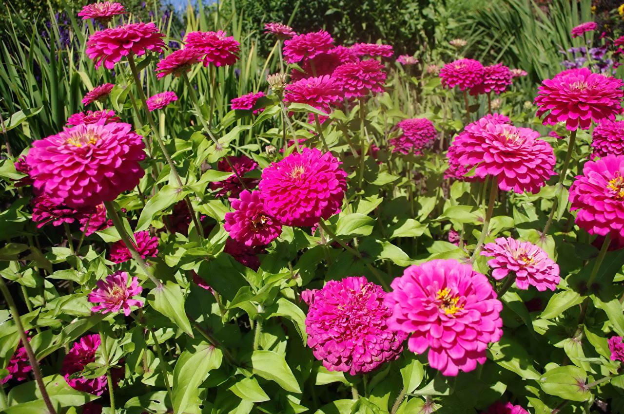 Pink Zinnias Wallpapers Wallpaper Cave