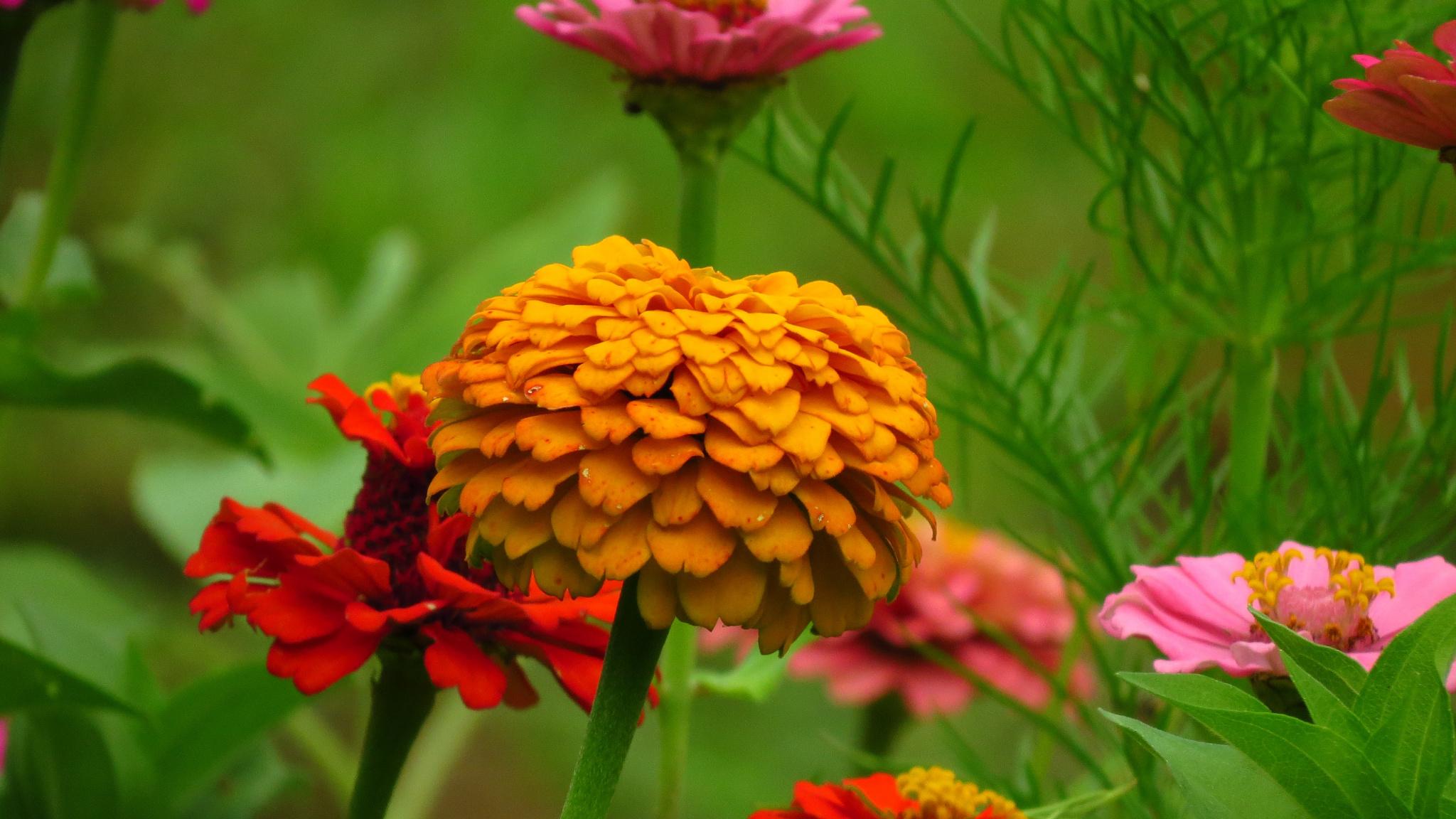 Pink Zinnias Wallpapers Wallpaper Cave