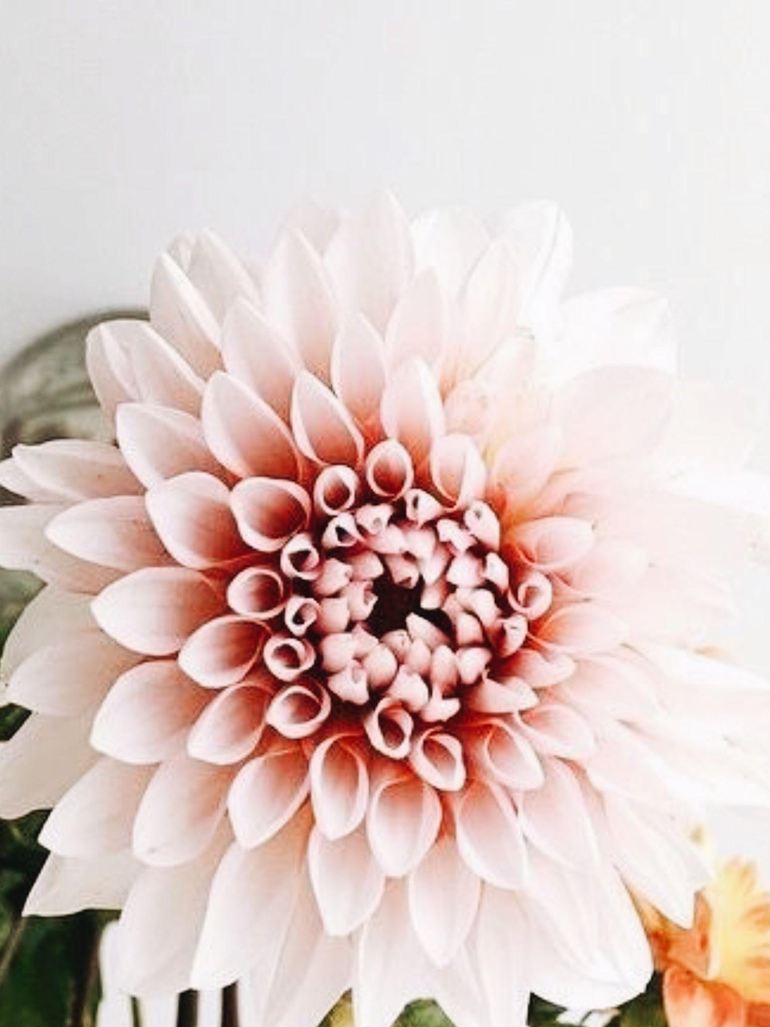 Pink Zinnias Wallpapers Wallpaper Cave