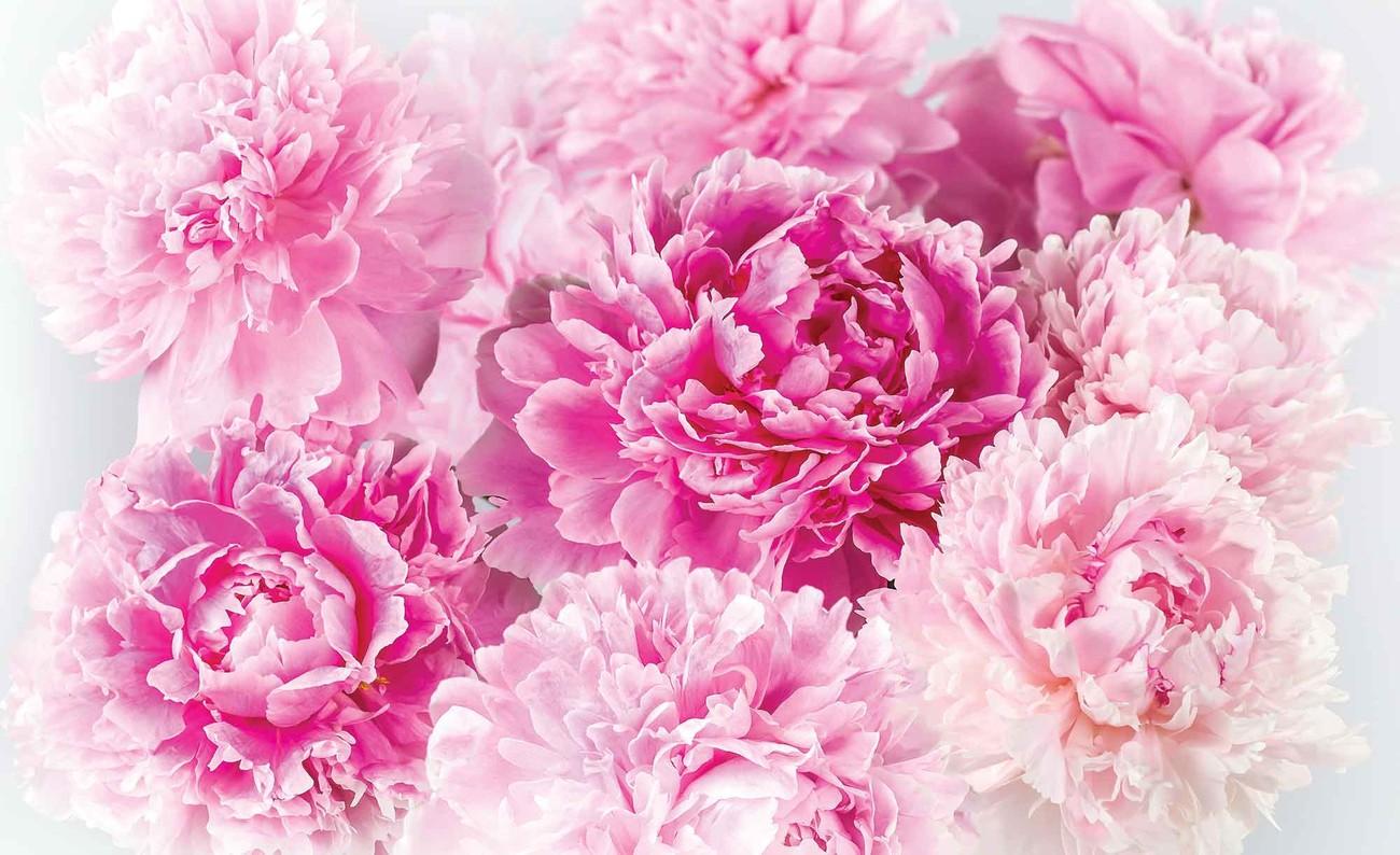 Pink Carnation Wallpapers Wallpaper Cave