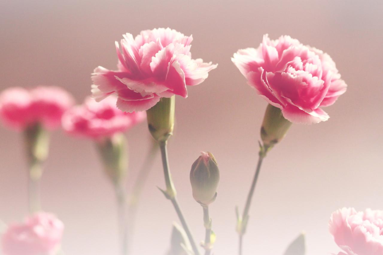 Pink Carnation Wallpapers Wallpaper Cave