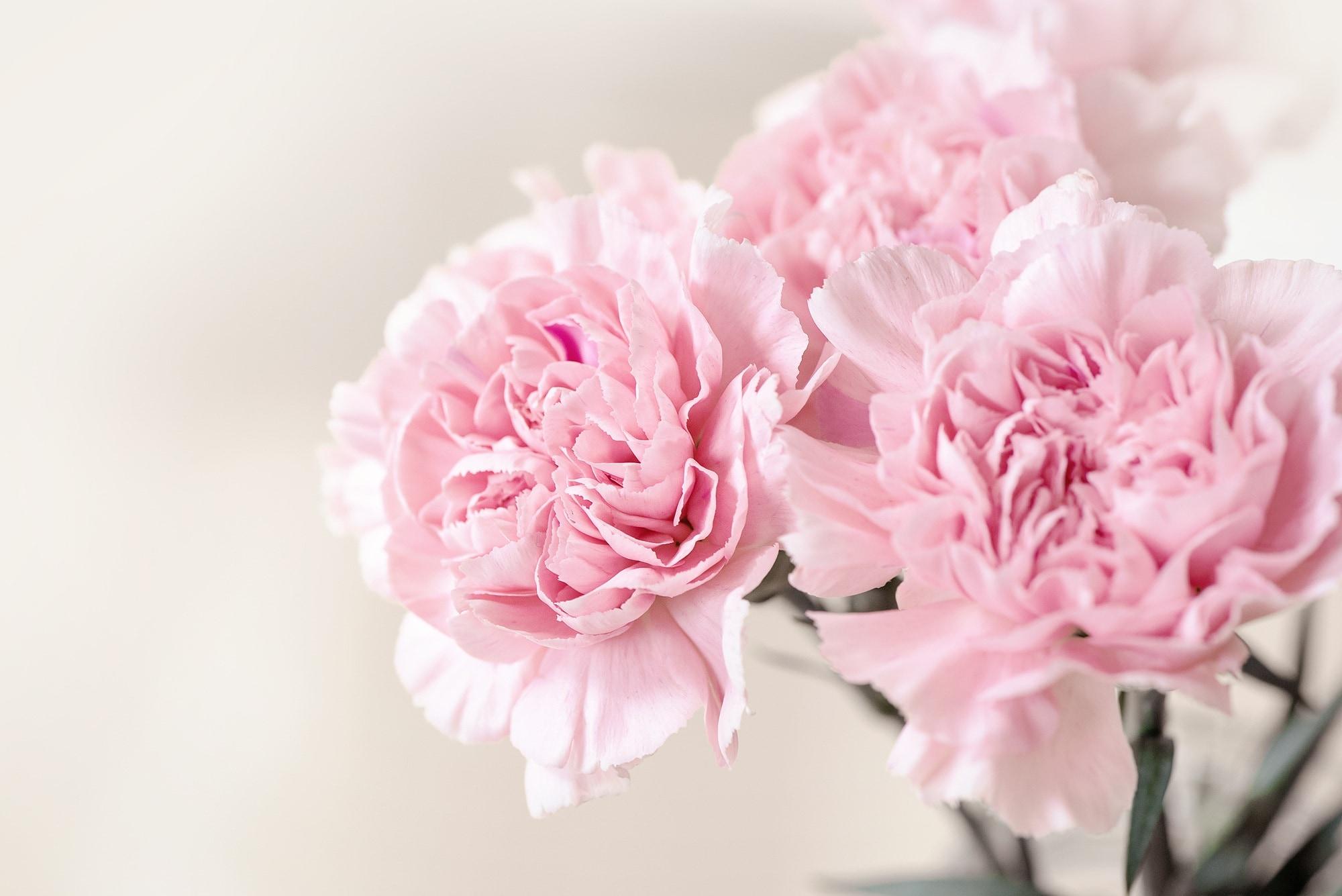 Pink Carnation Wallpapers Wallpaper Cave