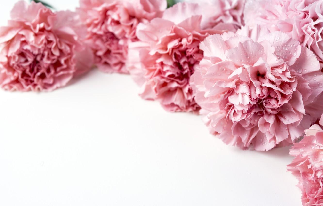 Pink Carnation Wallpapers Wallpaper Cave