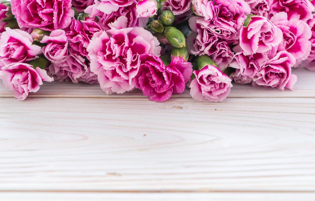 Pink Carnation Wallpapers Wallpaper Cave